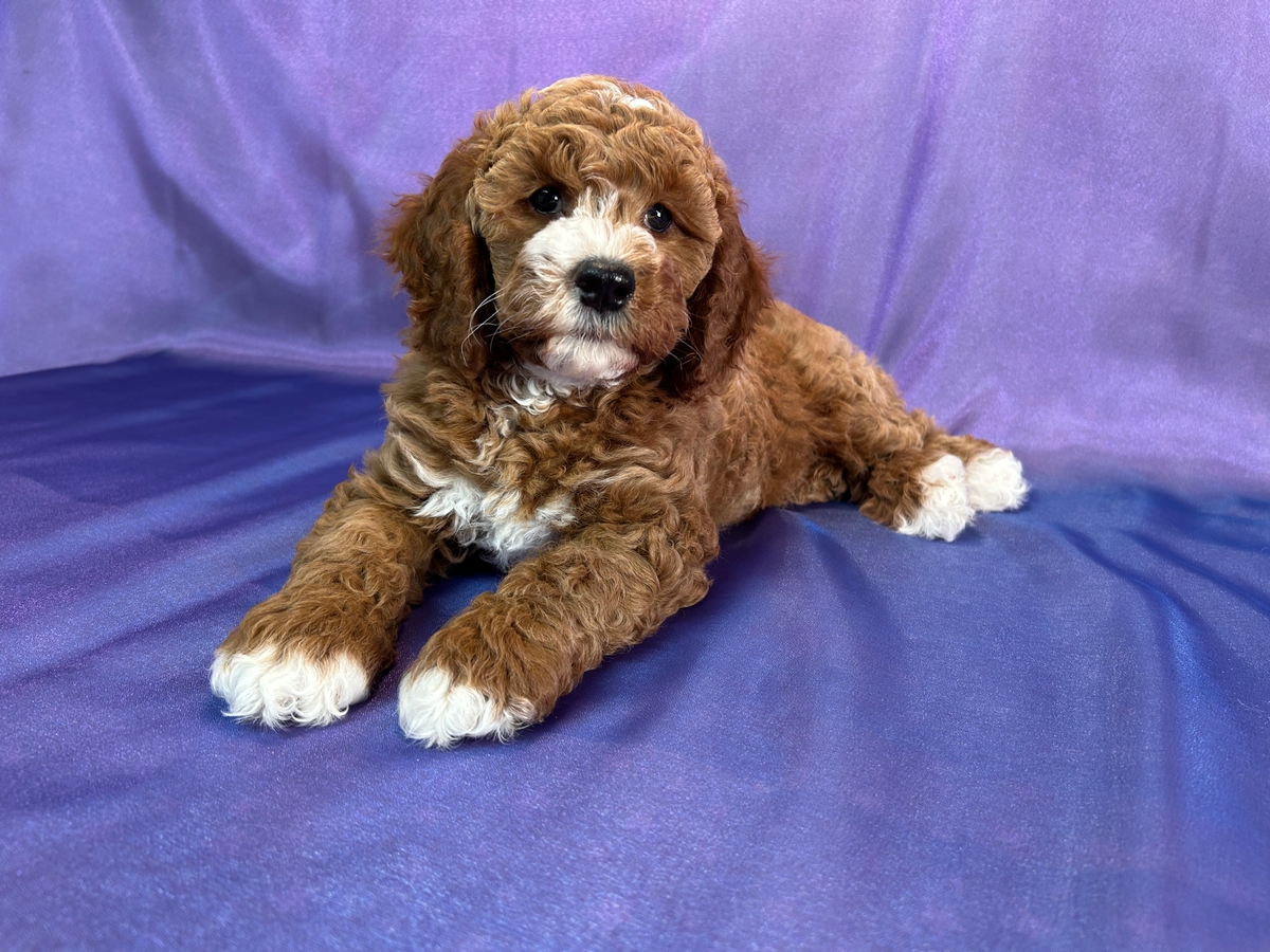 Male Cockapoo Puppy for Sale DOB 4-5-2026 $950